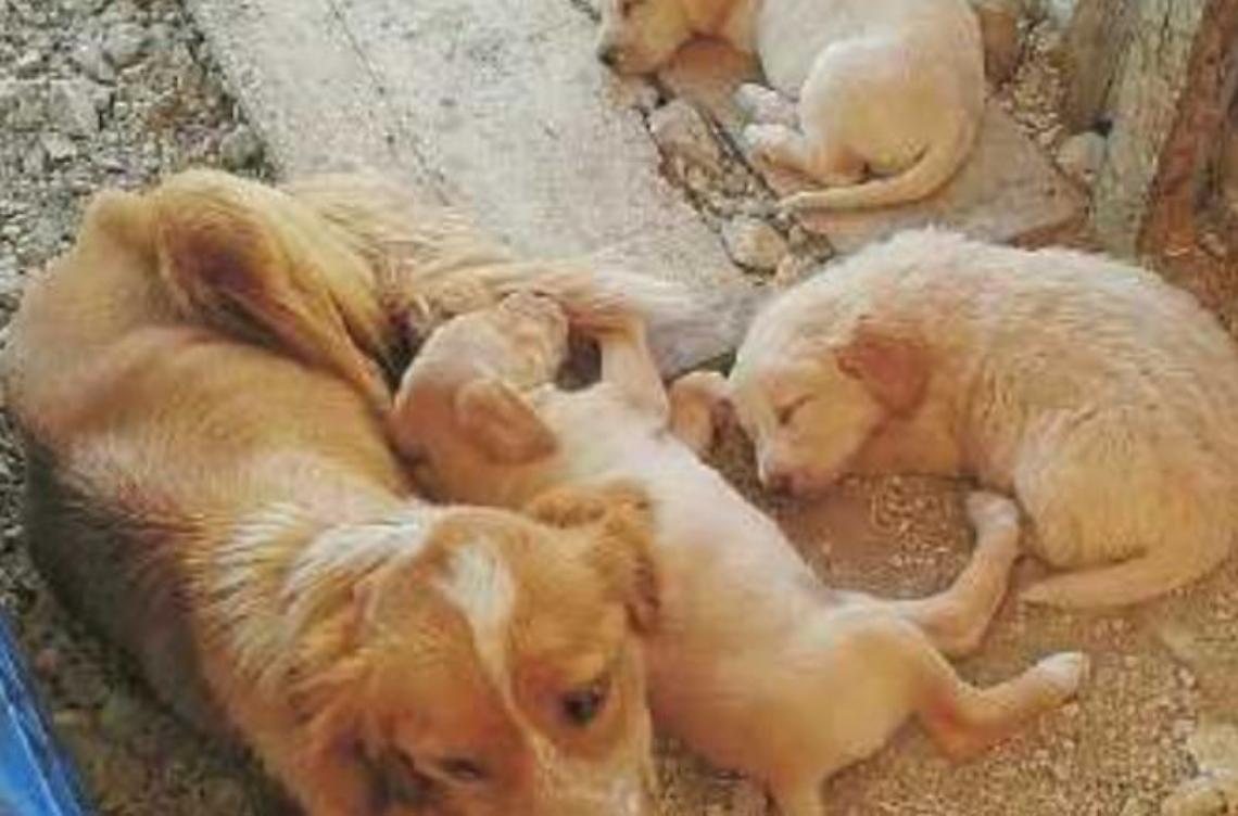 Troppi cani abbandonati, in campo i volontari dell'Enpa. Fenomeno da contrastare