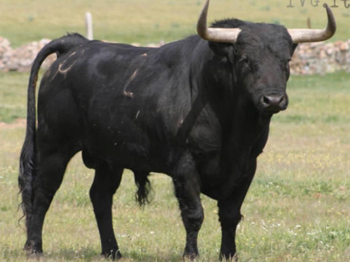 Incornato da un toro che stava accudendo: grave in ospedale. Pronta l'eliambulanza