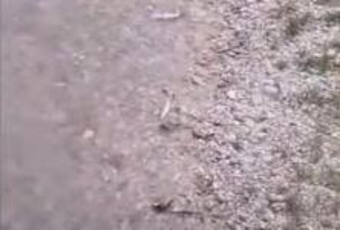 Moria di pesci nel fiume Liri: la schiuma bianca fa paura. Attesa per le analisi