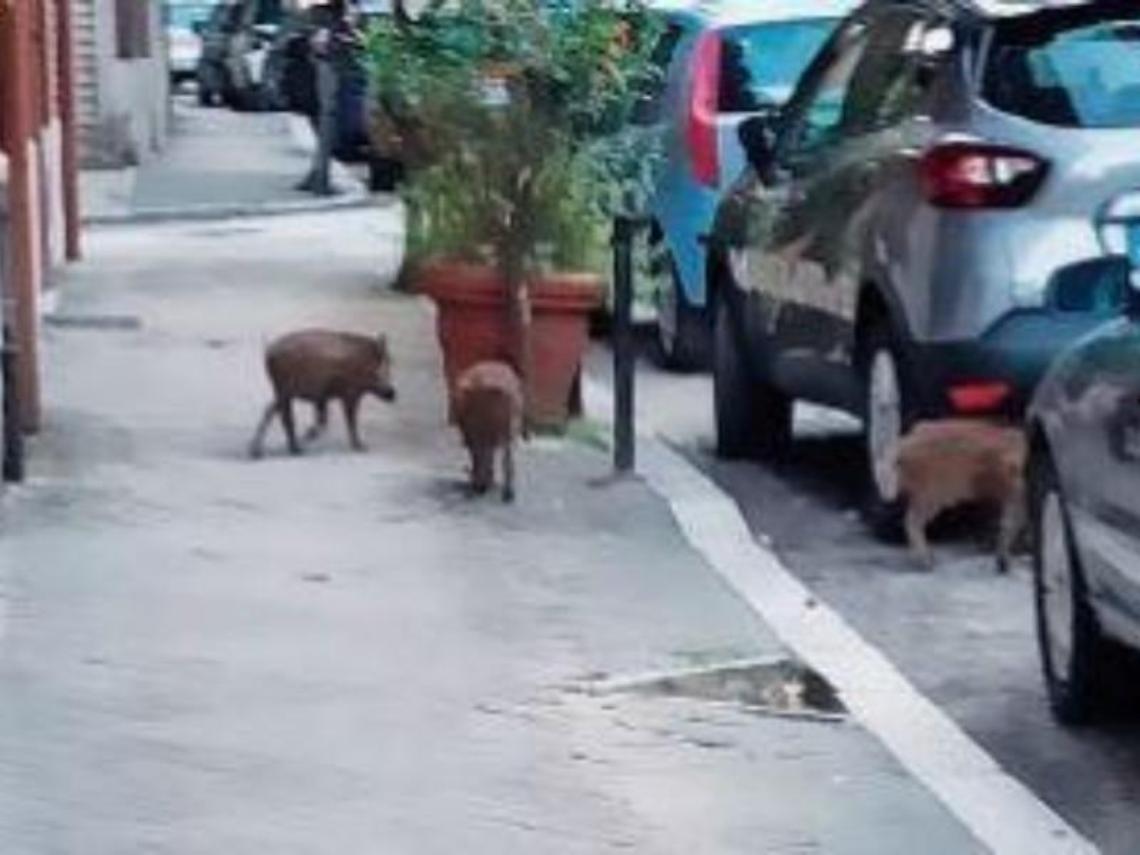 Cinghiali a spasso all'ora dell'aperitivo: allarme in pieno centro