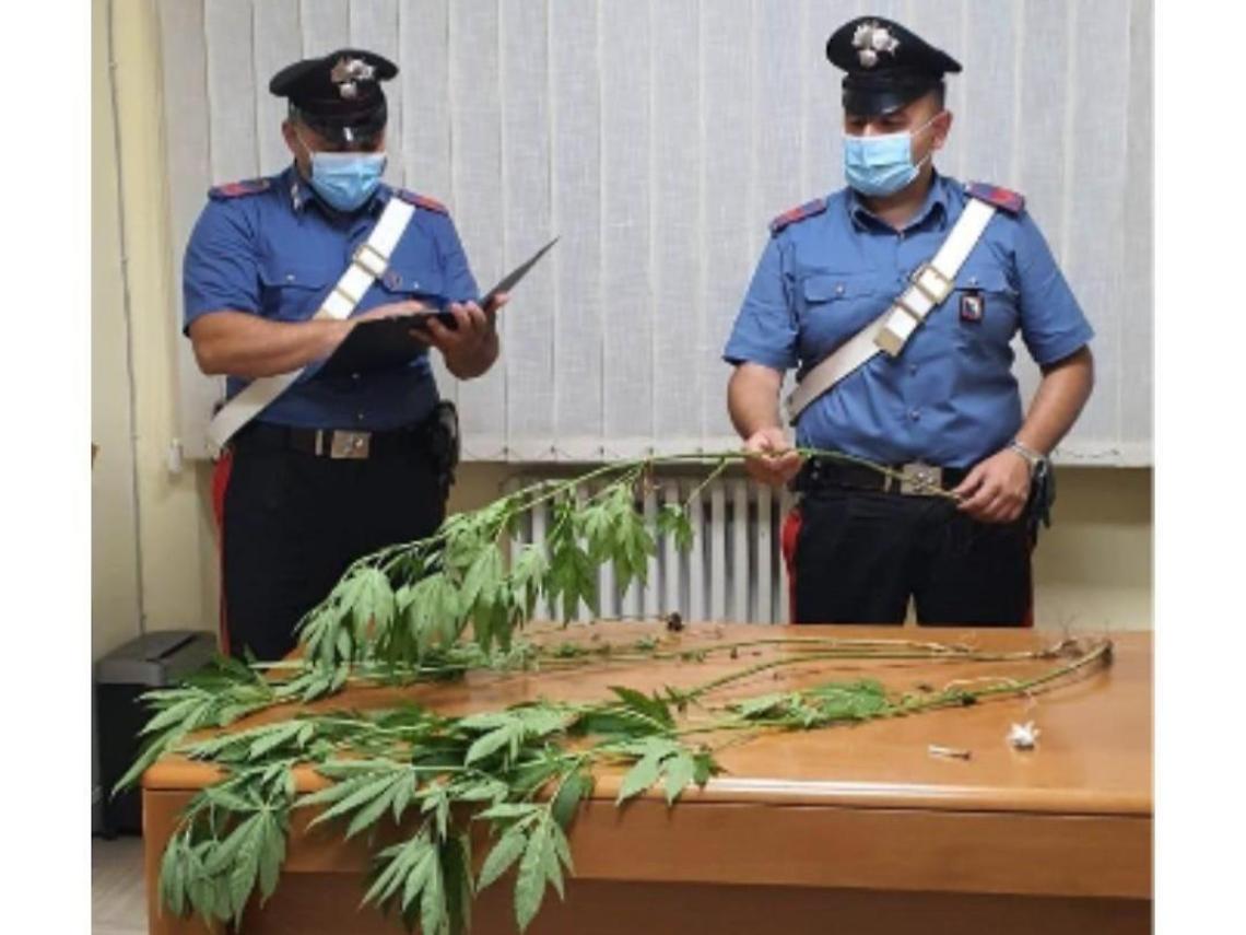 Scoperto con sei piante di canapa indiana in casa: denunciato 26enne