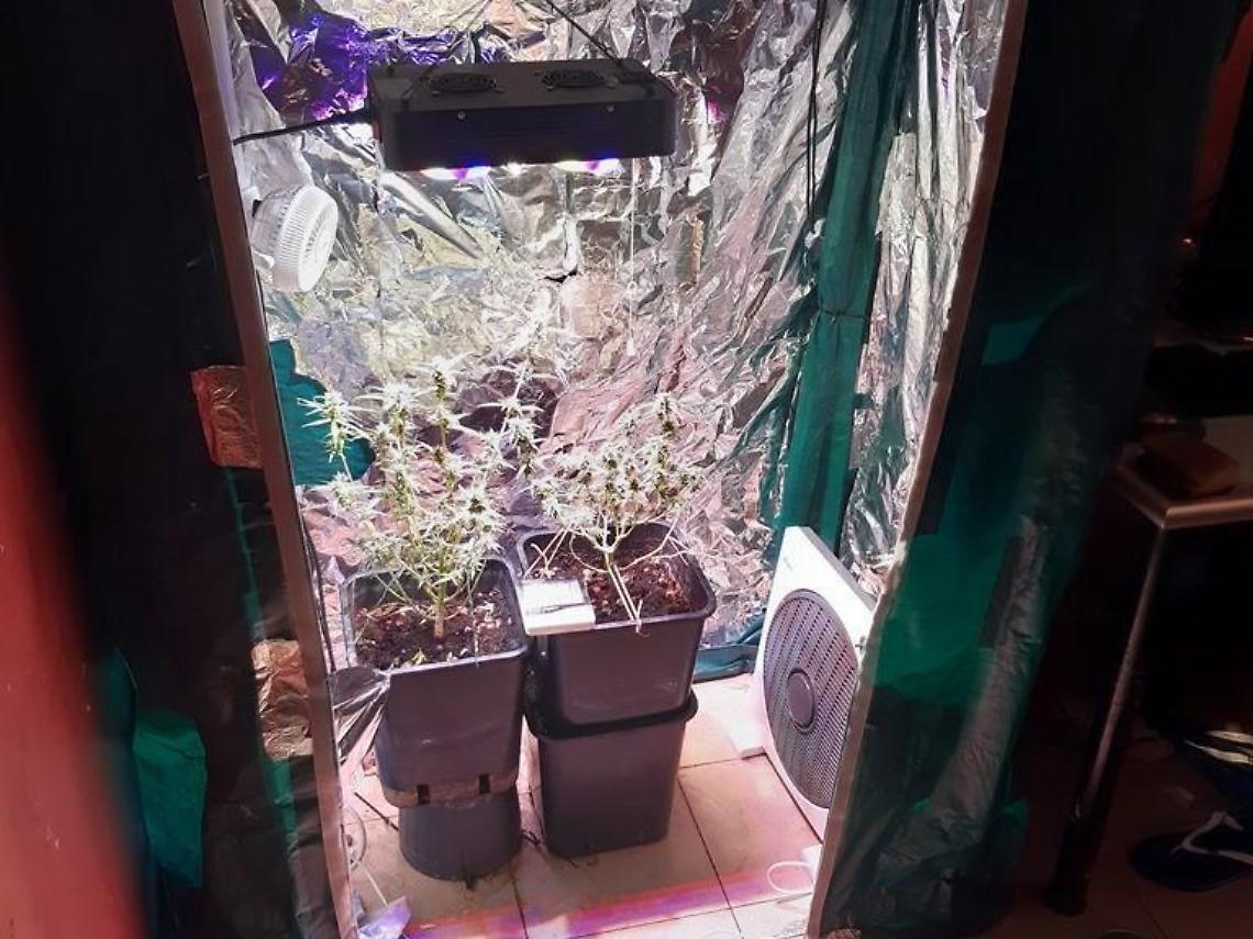 Allestisce una serra per coltivare droga nella sua abitazione: 26enne in manette