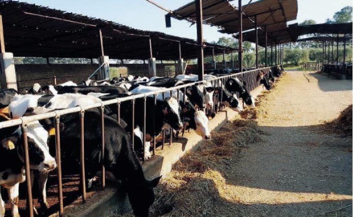 Ripresa economica: novanta milioni in aiuto delle filiere zootecniche