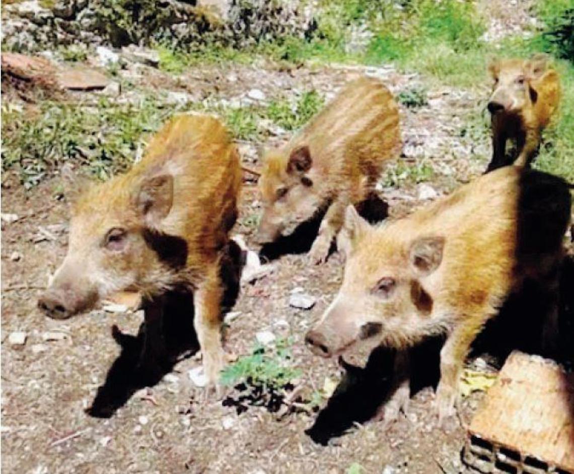 Emergenza cinghiali: arriva l'ok alle battute di caccia per eliminarli