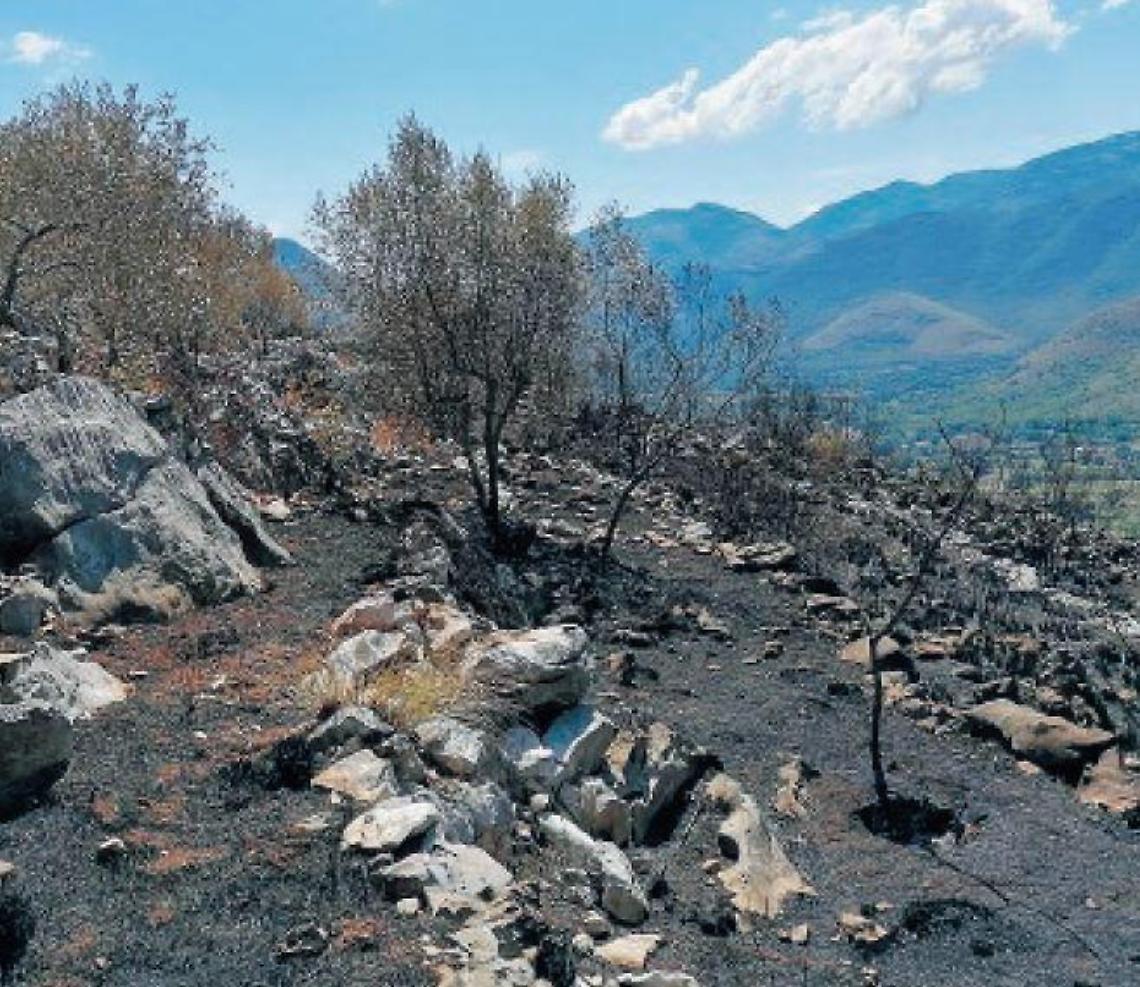 L'incendio devasta tutto: ettari di oliveti ridotti in cenere. Rabbia e proteste