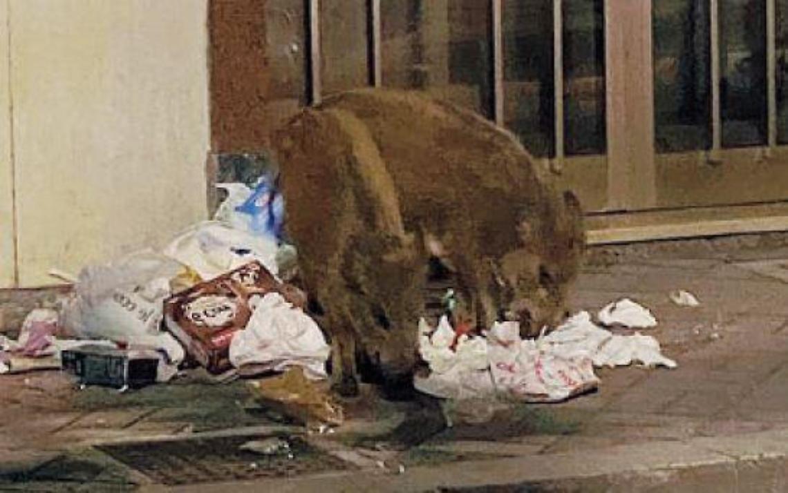 Branchi di cinghiali a spasso in città: il fenomeno cresce e preoccupa