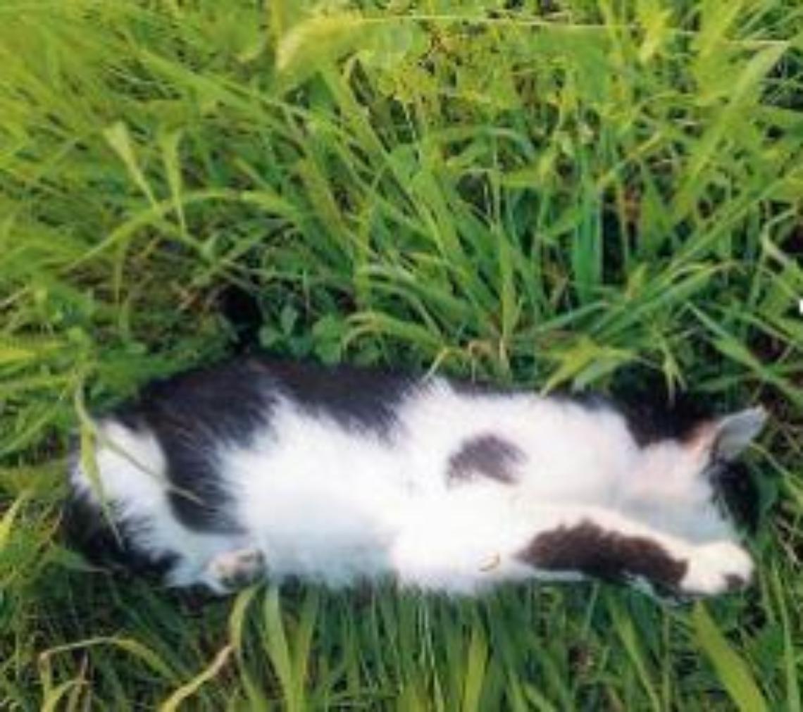 Strage di gatti: una crudeltà immotivata tra esche e tentativi di avvelenamento