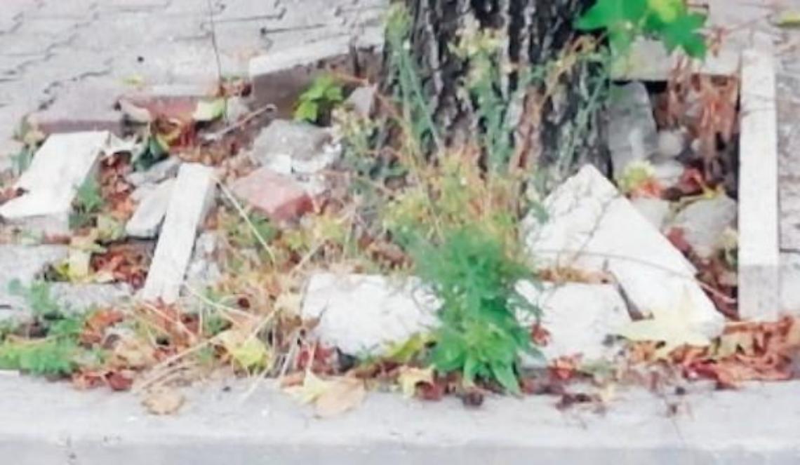 Cassino, la città dove tutto diventa barriera architettonica... anche le radici