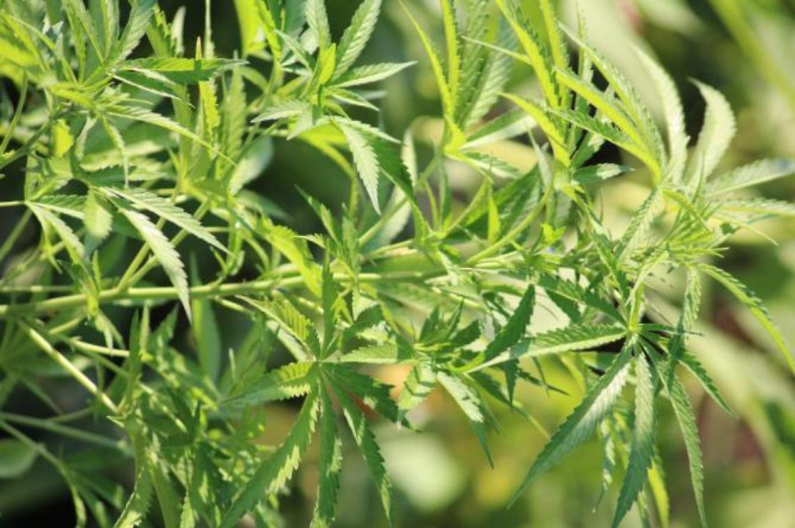 Coltivava piante di marijuana nel giardino di casa: arrestato pusher