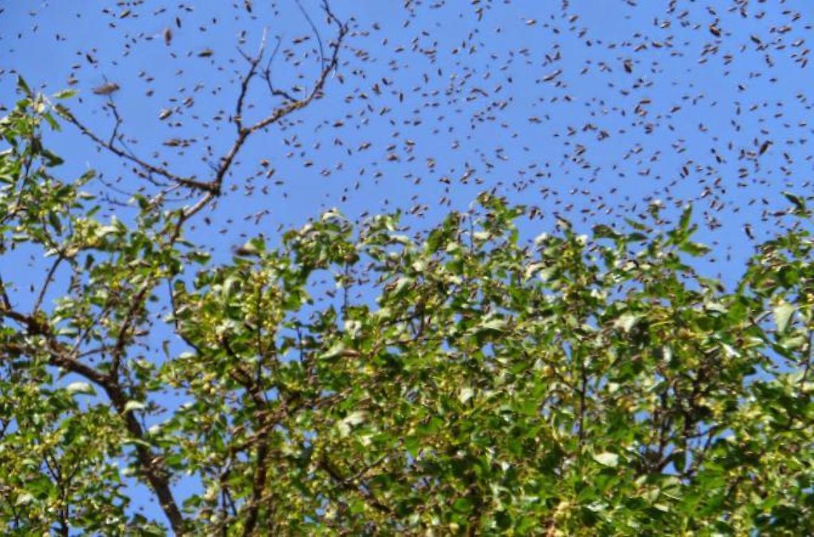 Sciame di api in cucina: famiglia costretta a fuggire nel cortile