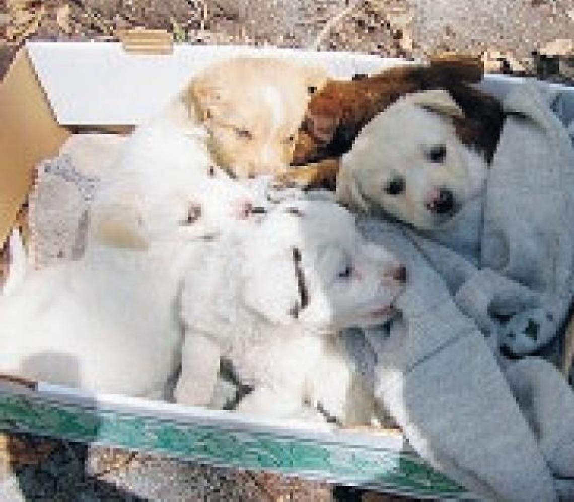 Cuccioli abbandonati, la dura condanna. E l'invito ad adottarli