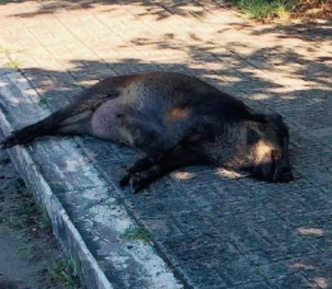 Emergenza cinghiali, branco attraversa la strada: donna rischia un incidente