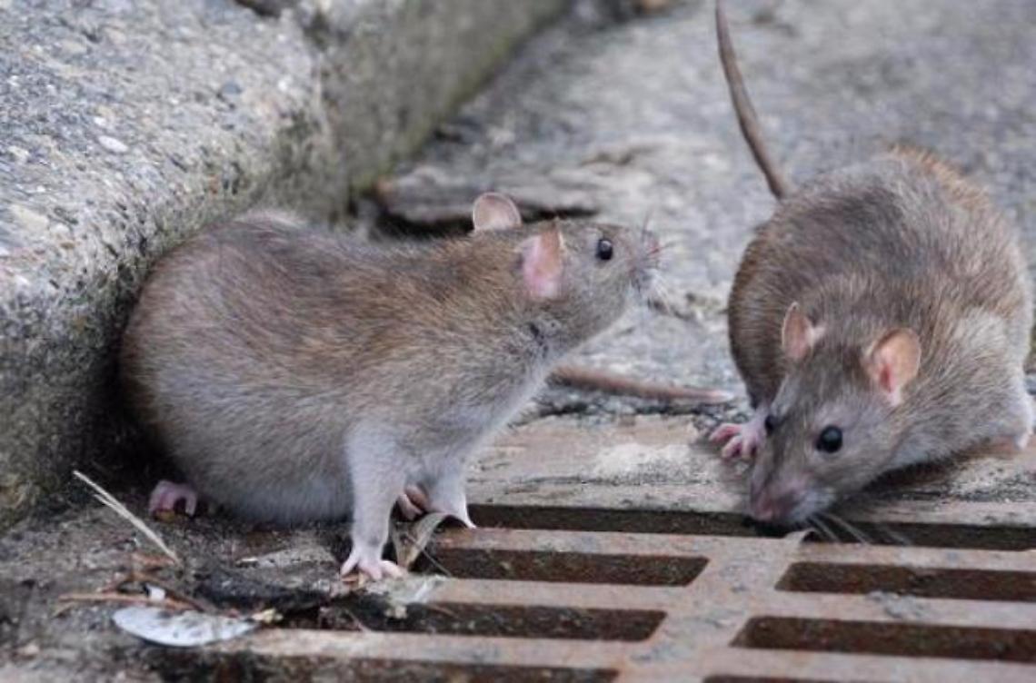 Allarme topi: i cittadini preoccupati per l'invasione di grossi roditori