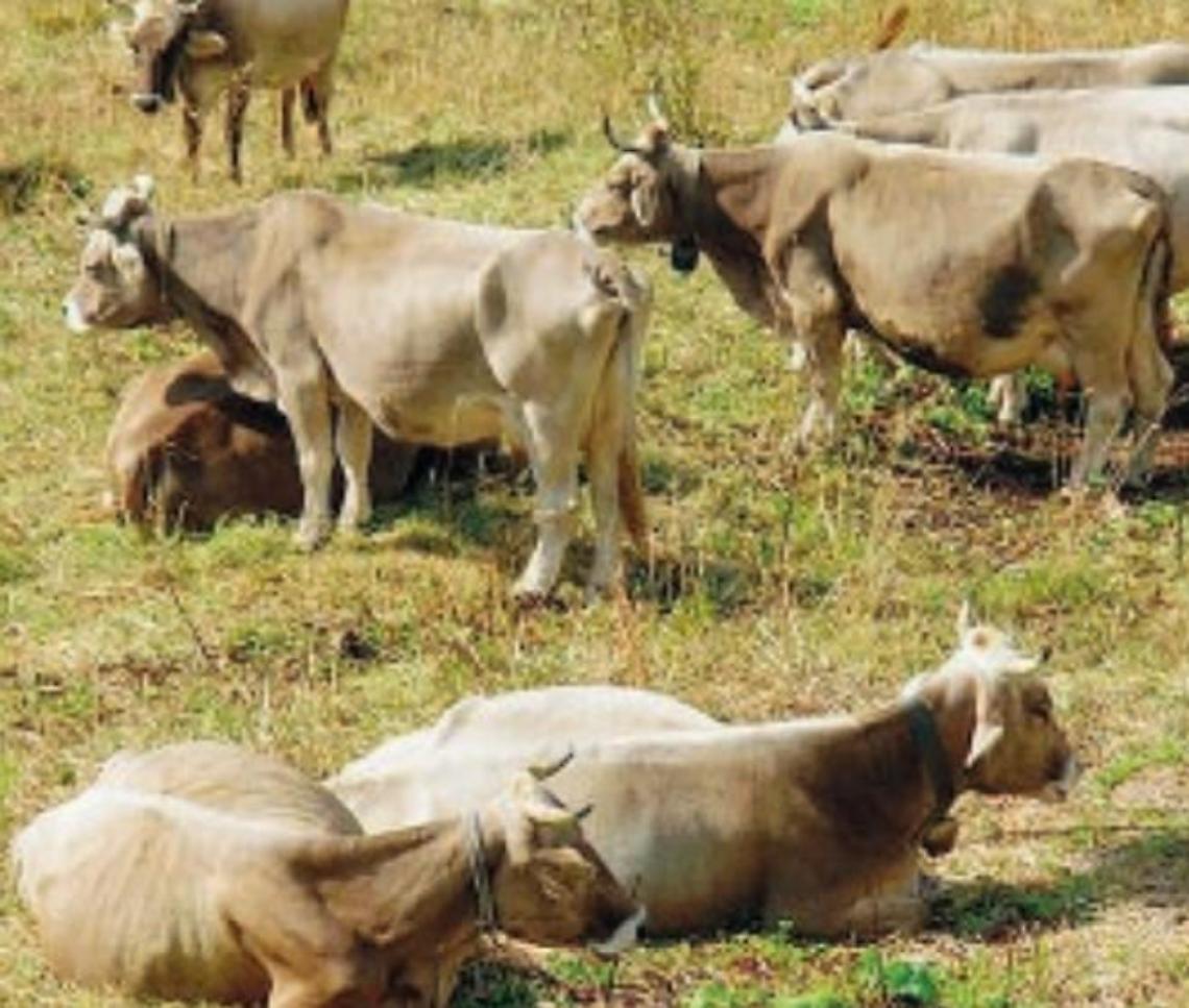 Trattamenti antitubercolari sulle bufale: prescrizione e assoluzioni per i 13 veterinari