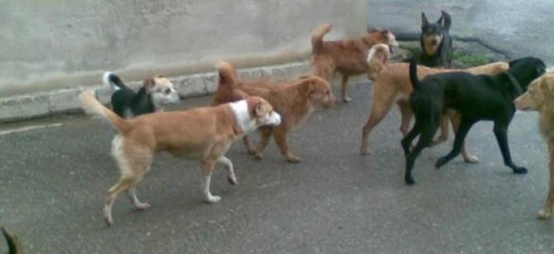 Cani randagi ovunque: cresce la paura e si moltiplicano le segnalazioni