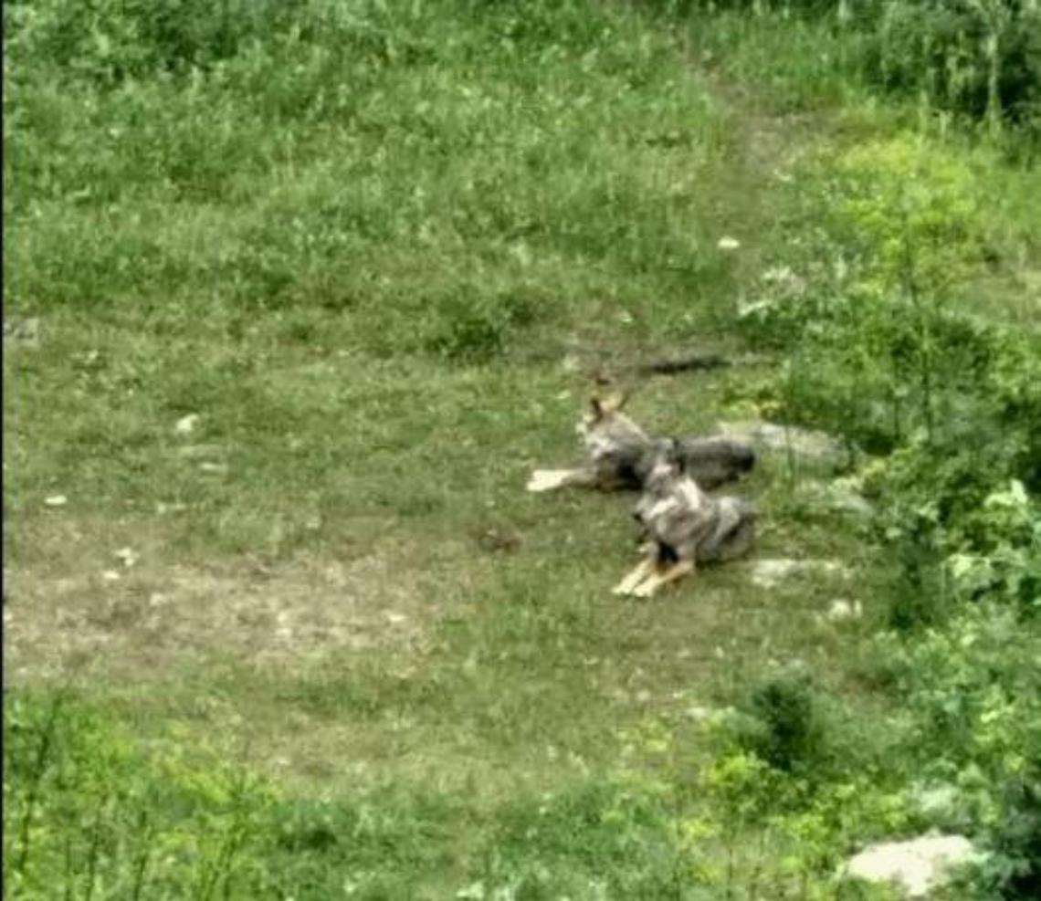 Arrivano anche i lupi: dopo i cinghiali un'altra minaccia. E' allarme
