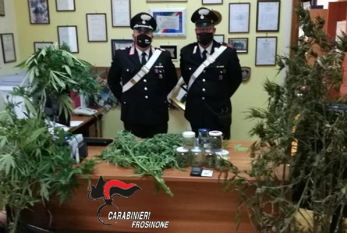 Beccato con 100 grammi di marijuana e una grossa pianta: arrestato 58enne