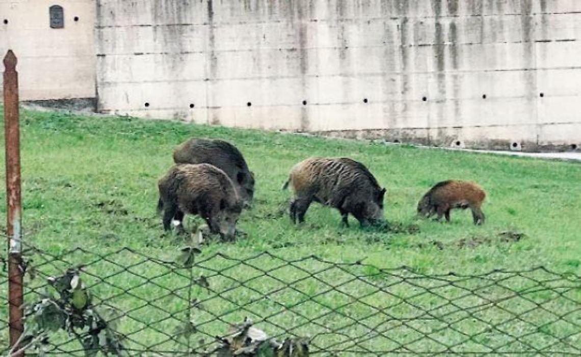 Cinghiali anche in centro: ma nessuno si muove. Scatta l'allarme