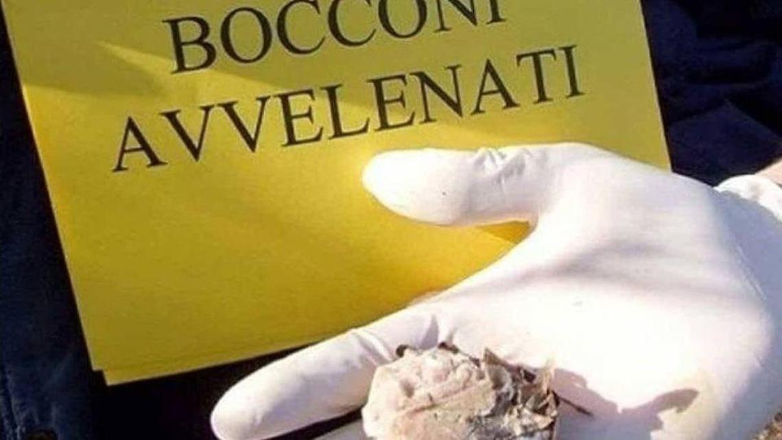 Strage di cani: il sindaco denuncia i fatti ai carabinieri. Indagini serrate