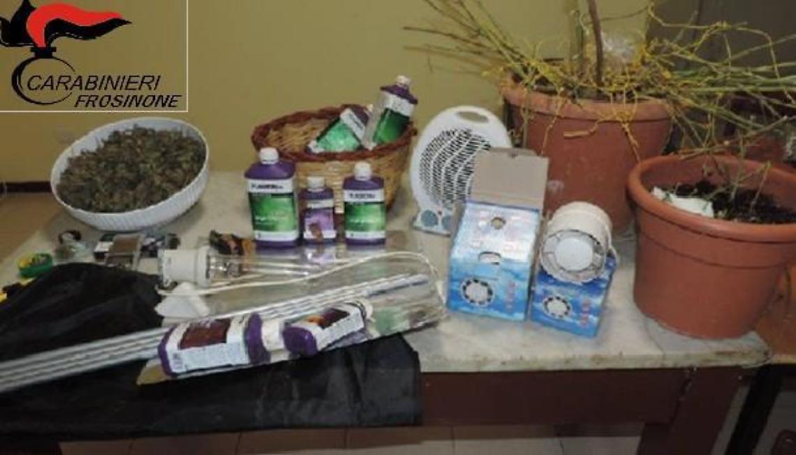 Con una piantagione di marijuana in casa: 19enne in manette