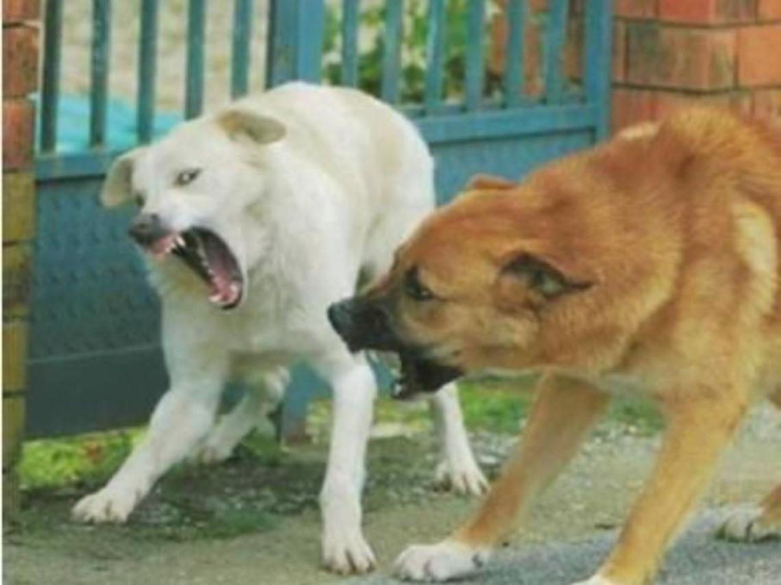 Pericolo cani randagi in centro: uccidono gatti ed assalgono persone