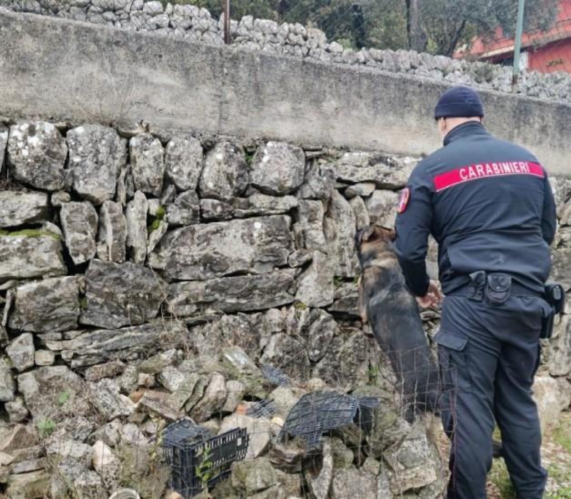 Hashish in casa: 21enne arrestato grazie al fiuto dei cani antidroga
