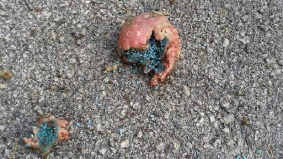 Gatti avvelenati nel centro storico: la mano criminale colpisce ancora