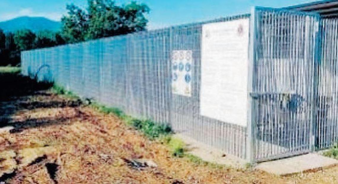 Abbandono selvaggio di cani: un fenomeno di grande inciviltà che continua