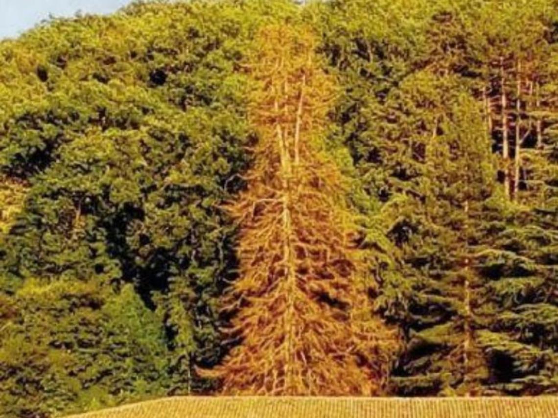 Pino Saturno moribondo: col taglio del maestoso albero finisce un'epoca