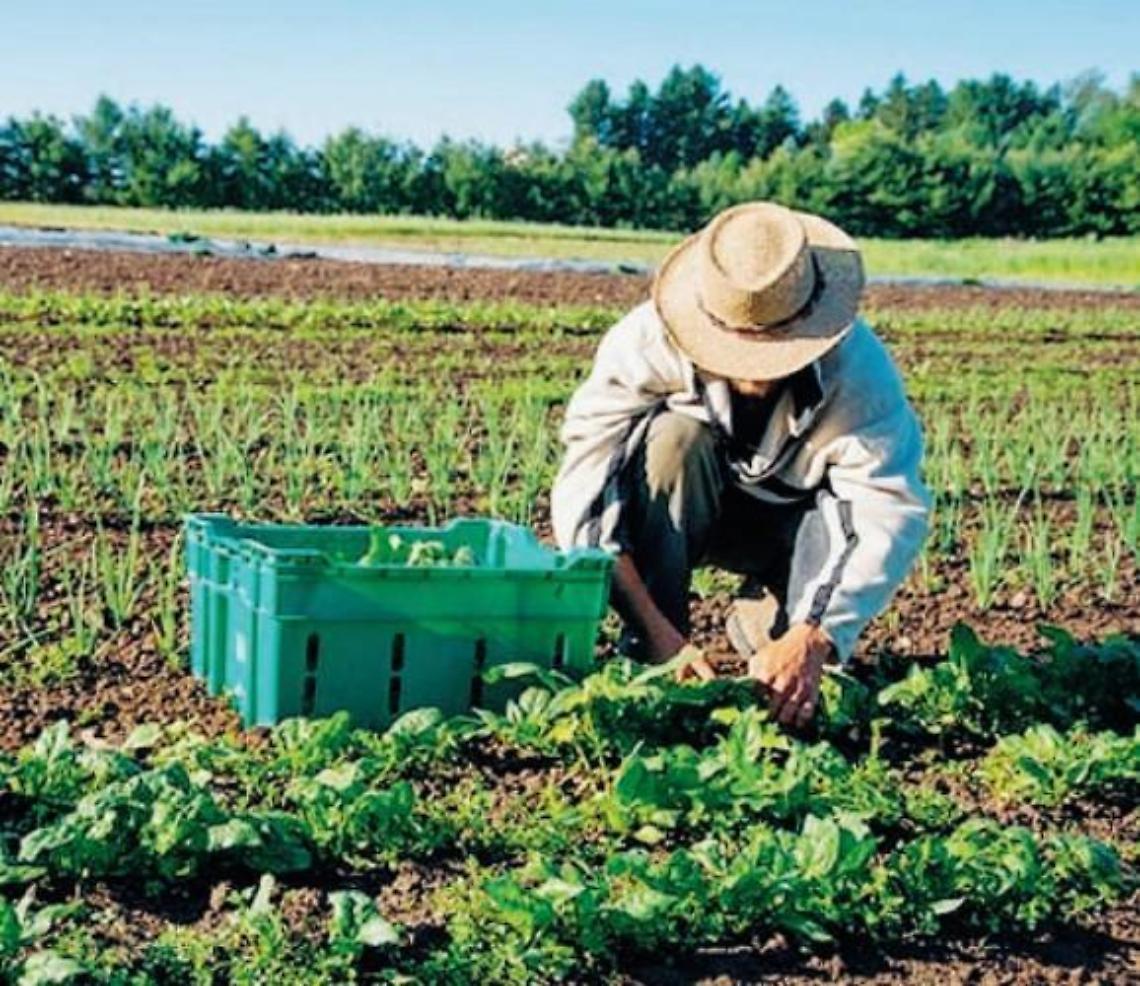 Salvare i raccolti dal Covid: arriva il “contadino di scorta”