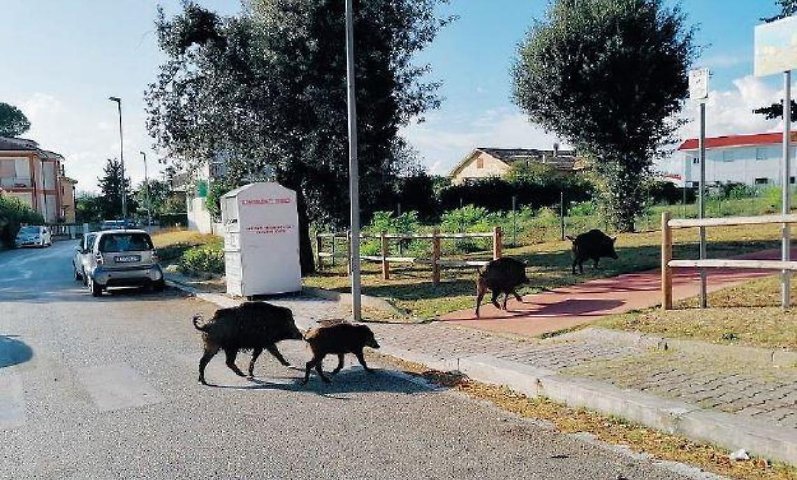 Cinghiali sulla strada e la notte è un incubo: altro schianto e tanta paura