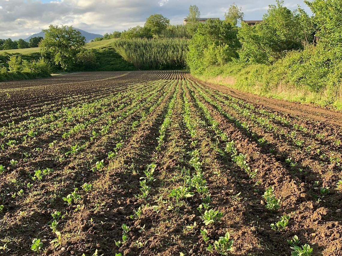 Frosinone, censimento agricolo: uffici Caa-Acli a disposizione delle aziende