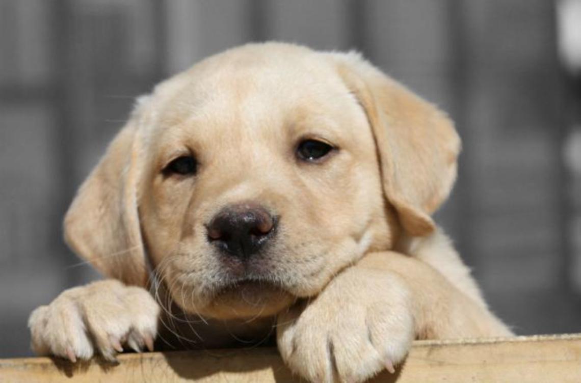 Fiuggi, se adotti un cane arrivano incentivi: ecco come fare