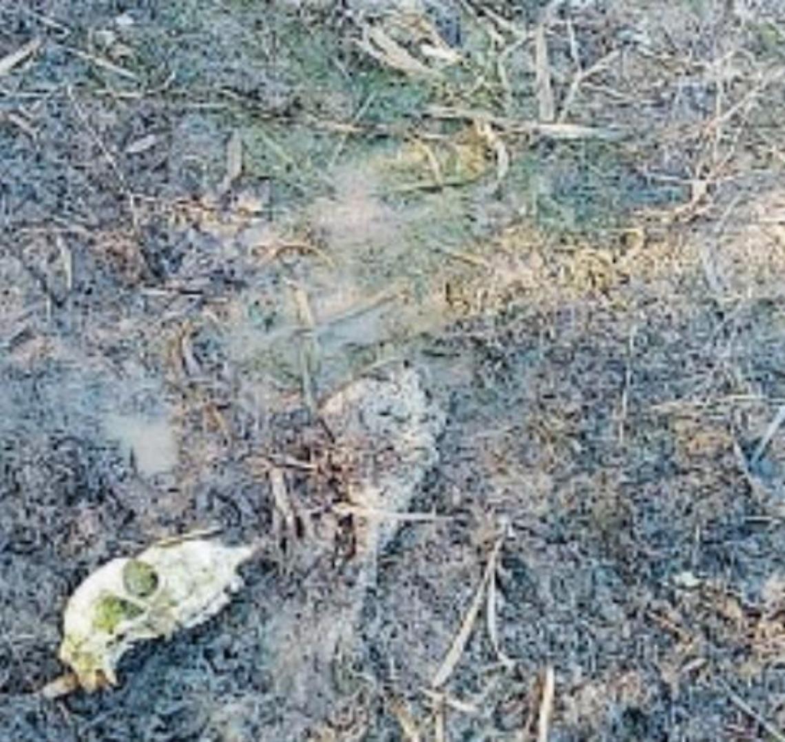 Carcasse nell'erba: forte il sospetto di un “cimitero” di animali