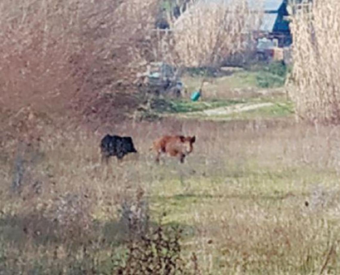 Ancora cinghiali a spasso in città: crescono paura e proteste. Chiesti interventi
