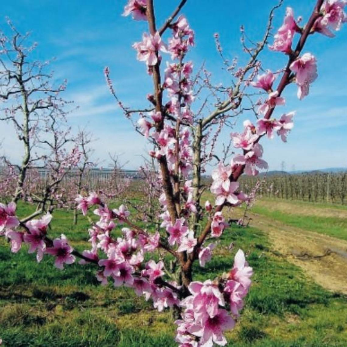 Meteo, anticipo di primavera: arriva l'anticiclone subtropicale