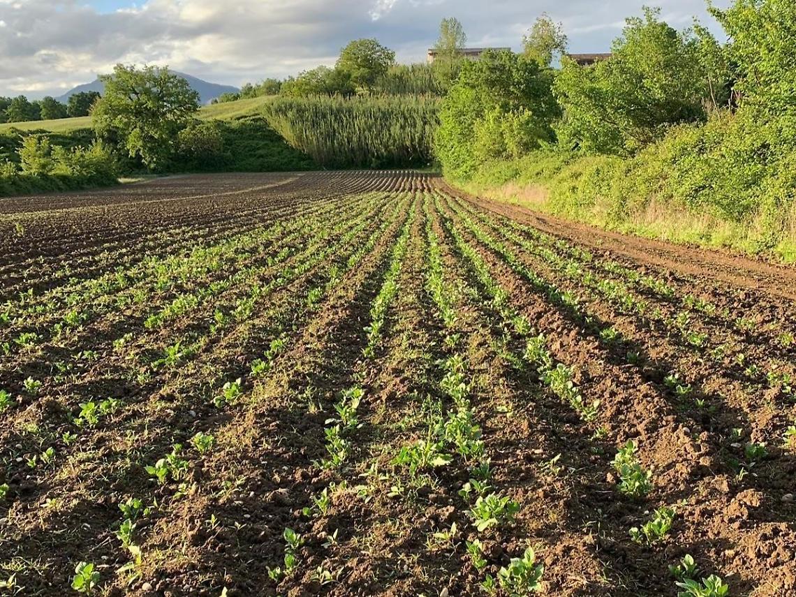 Spiragli di luce per l'agricoltura: le imprese ciociare hanno superato bene la crisi