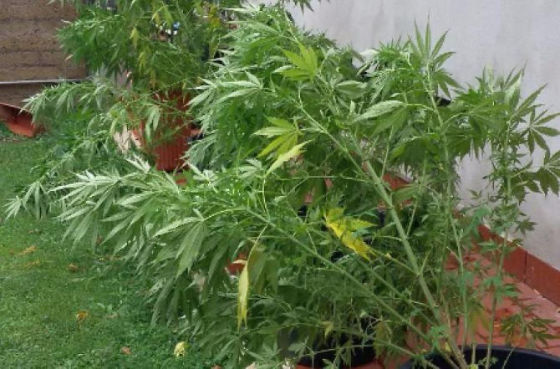 Piante di marijuana in casa: 46enne nei guai