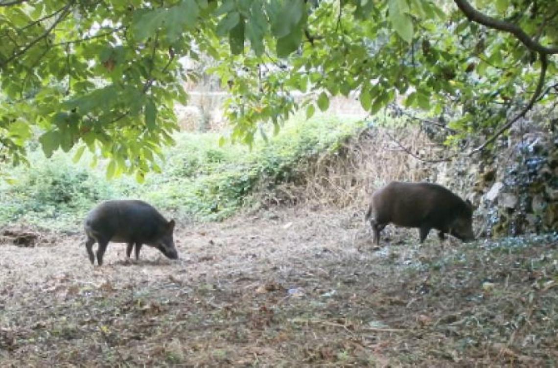 Allarme cinghiali alla Selva <br>Residenti preoccupati