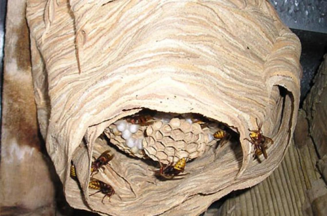 Scoperto un nido gigante di calabroni <br>all'interno di un sottotetto