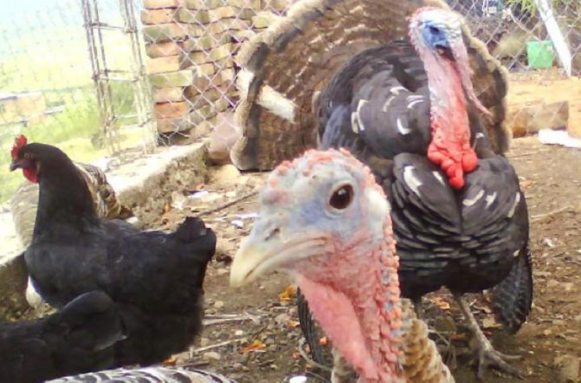Allevamento di tacchini: <br> ora partono gli esposti