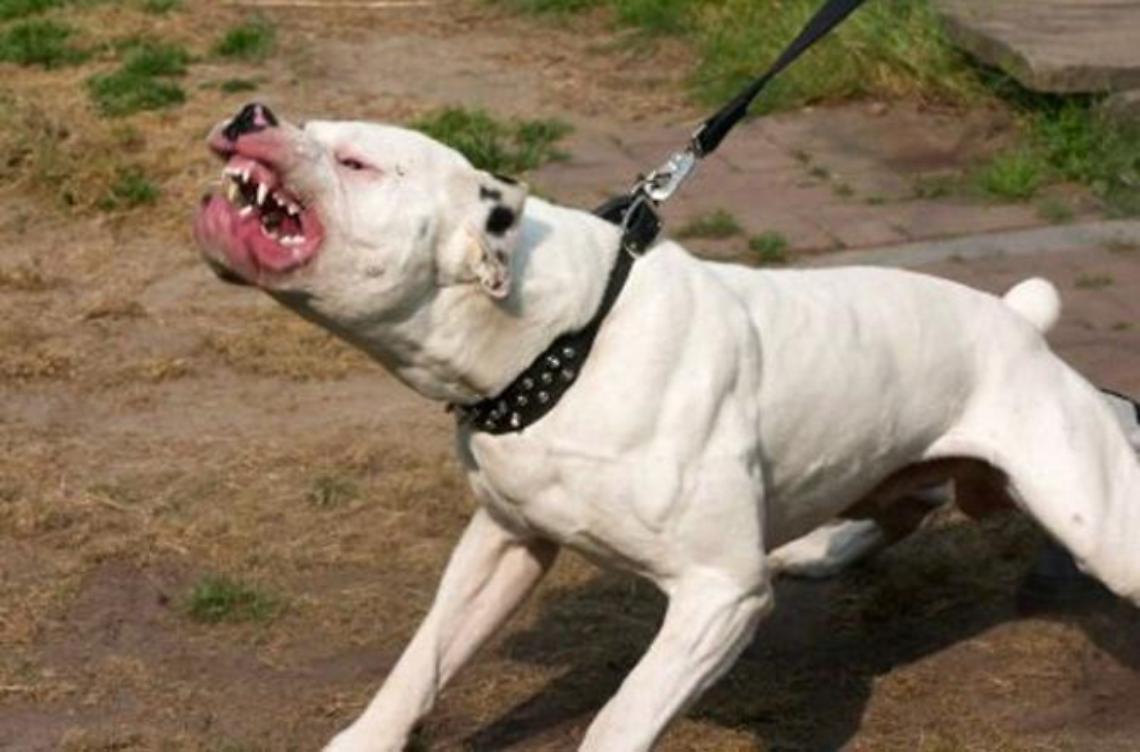 Pitbull aggredisce un'anziana. Arriva l'eliambulanza