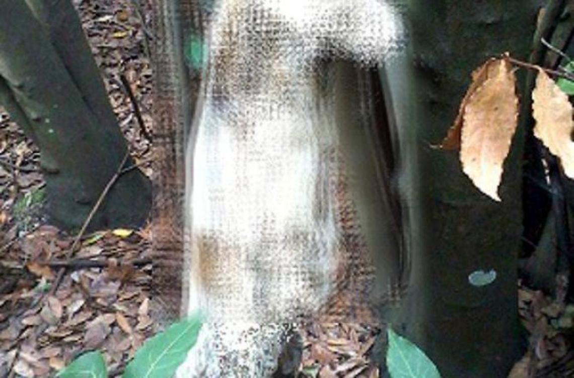 Cane impiccato a un albero<br>La denuncia di "Bastardi di Razza"