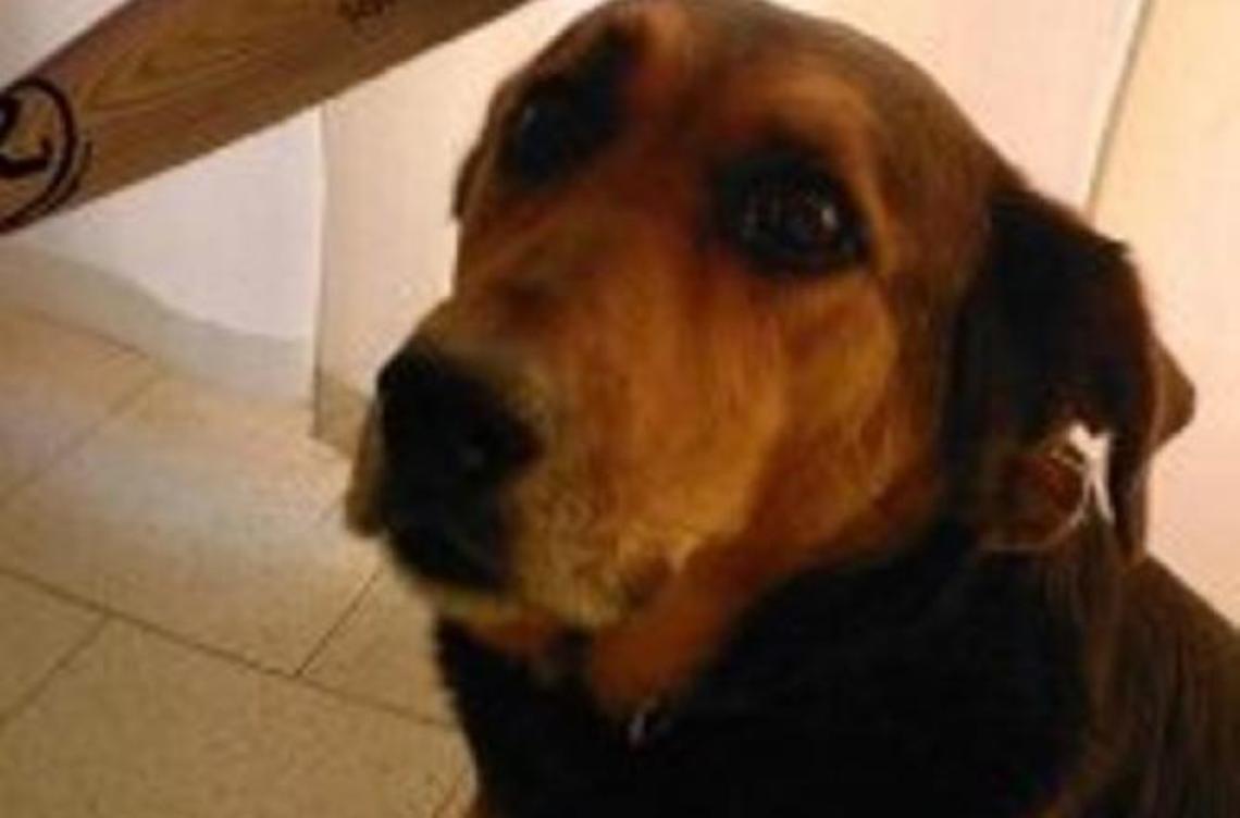 Abbandona il cane in strada: denunciata una quarantenne