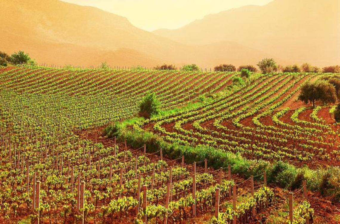 Agricoltura, con il Piano di sviluppo rurale oltre 780 milioni di euro 