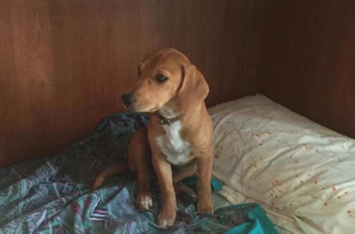 Cagnolino ucciso e bruciato <br>Atroce fine per il piccolo Roki