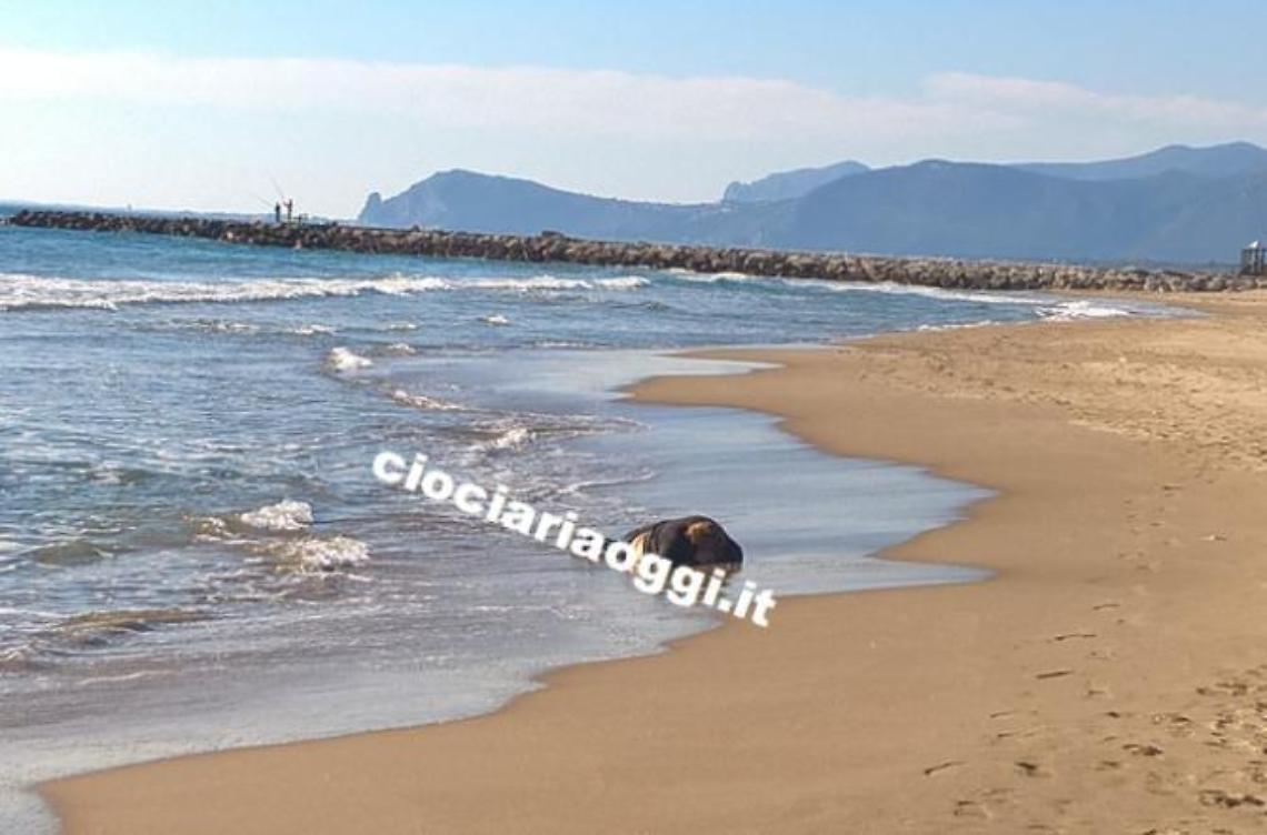 Scambio di foto su whatsapp<br>svela l'identità della scomparsa