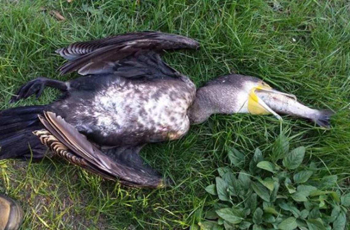 Sul Fibreno è allarme cormorani <br>Minaccia per le trote macrostigma