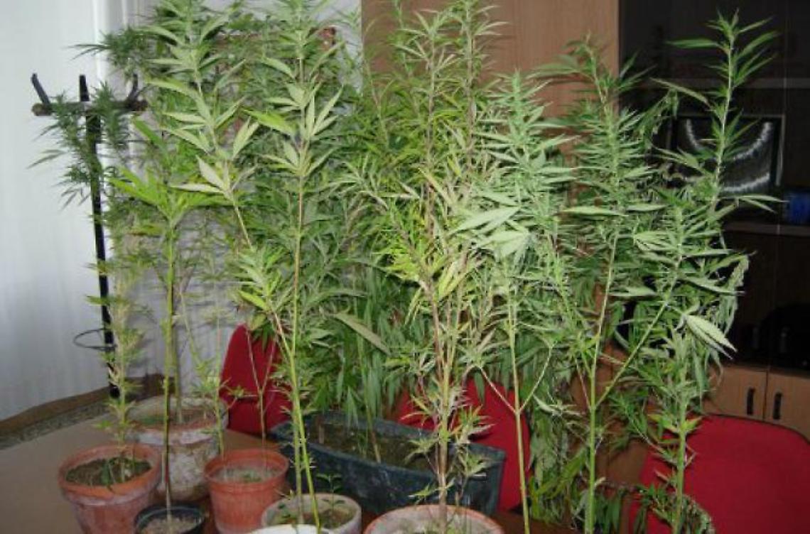 Coltivava 44 piante di marijuana nel bosco: arrestato un 35enne