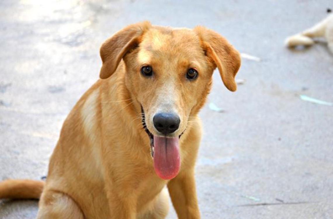 Cucciolo freddato con due fucilate<br>Un 59enne denunciato per l'accaduto